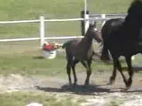 Holsteiner Stutfohlen (*05.06.2013) von Colman a.d. Fee v. Landgraf - Convent