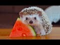 CUTEST Tiny Hedgehog Eating Food |  Funny Everyday Compilation