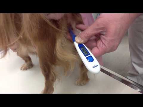 猫の体温の測り方は?