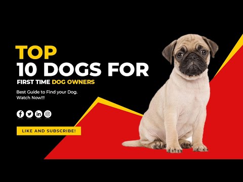 Top 10 Dogs For First Time Dog Owners 2023 Edition