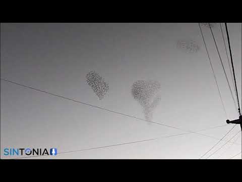 Show de Aves en Monte Maíz