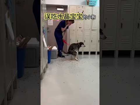 这只狗吃了水晶宝宝，隔天全都拉了出来！#shorts #趣味 #有趣