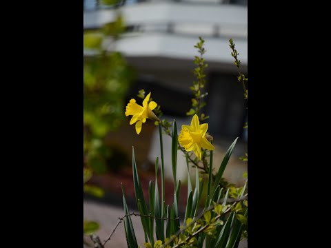 ŻONKILOWA (Galicja dla Pól Nadziei) - Lidia Jazgar i Ryszard Brączek