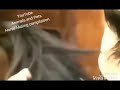 Horse Mating Compilation Breeding Compilación De Apareamiento De Caballos Cría De Caballos