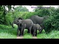 Crazy Family Of 20 Elephants I Never Heard Trumpet Call From Them B4 Amazingly