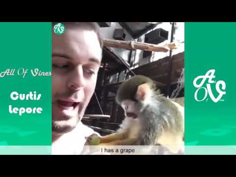 Funny Curtis Lepore Vine Compilation   The Best Vines 200+