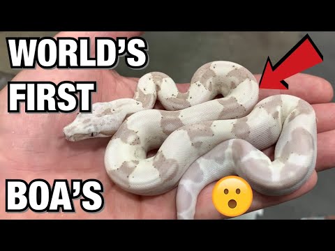 WORLD'S FIRST BOA CONSTRICTOR? POMONA SUPERSHOW PART 2 | REPTILES #REPTILES #BOACONSTRICTOR #SNAKES