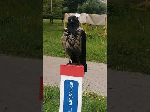 , title : 'Мокрая курица #вороны / Wet chicken #crow #crowfashion'