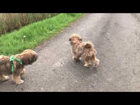 Prediger 3, 1ff mit Nala & Balou - 01.05.2020