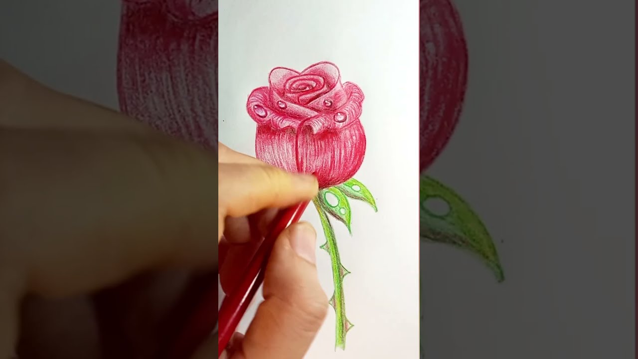 CÓMO DIBUJAR y COLOREAR UNA ROSA y GOTAS DE AGUA fácil, a color, TUTORIAL de DIBUJO FÁCIL.