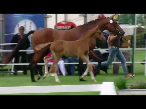 Hf v First Ampere x Sir Donnerhall 2016