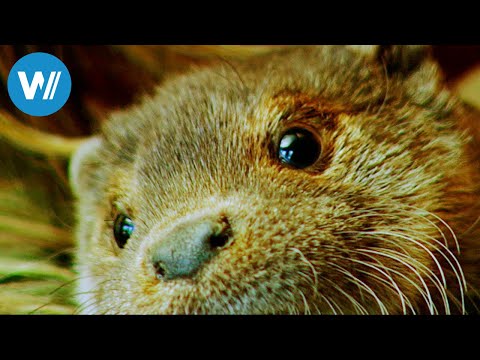 The Otter Man of Hungary (360° - GEO Reportage)