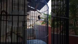 Download lagu Konin gacor materi belalang emas, cililin, jangkrik celiring di mix. #shorts #konin #kolibrininja mp3