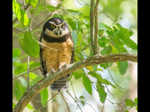 Kar Sun birding / presenting wildlife of  Costa rica 2017 - part 3 : Owling in Orotina