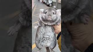 Chinchillas that spray urine when frightened#animals #funnyanimal #cute #funny #chinchilla