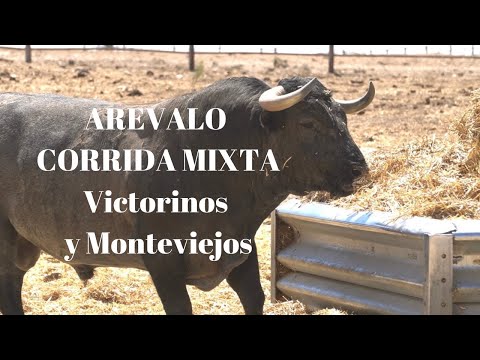 😱Corrida de TOROS Mixta para AREVALO. VICTORINOS y MONTEVIEJOS en un EMBARQUE Muy Diferente
