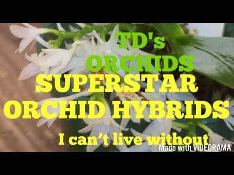 SUPERSTAR ORCHID HYBRIDS I CAN'T LIVE WITHOUT #orchidhybrids #orchidjungle