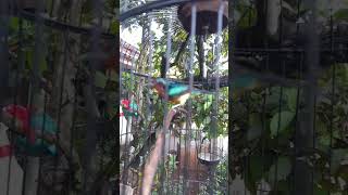 Download lagu Kowul gacor #pancingankolibriwulung mp3