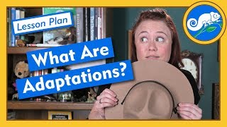 What Are Adaptations? - Lesson Plan