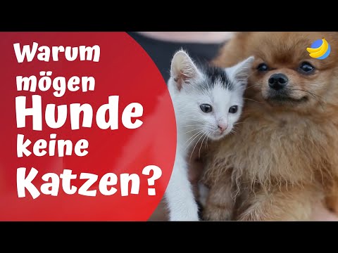 Warum mögen Hunde keine Katzen?🐶🐱 | Die kuriosesten Kinderfragen