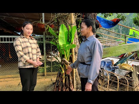 A Single Mother Buys Banana Seedlings to Build a New Home