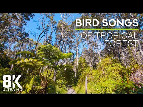 8 HOURS Relaxing Bird Songs of Tropical Forest - Hawaii Soundscapes - Relaxing Nature Video 8K