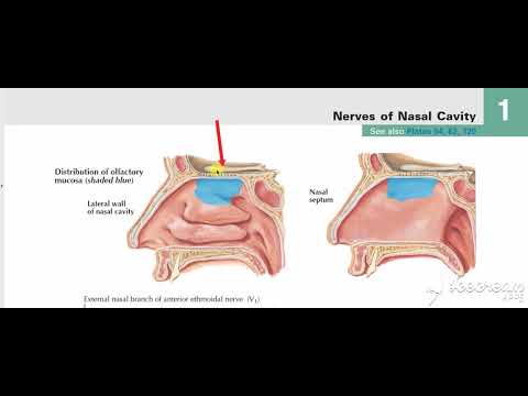 Walls of nasal cavity 2
