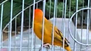 Canario criollo el chito