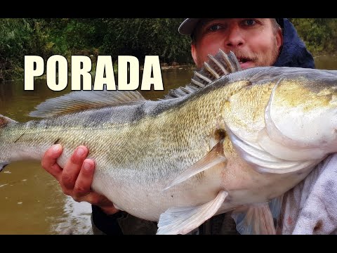 GDZIE ŁOWIĆ SANDACZE NA WYSOKIEJ, OPADAJĄCEJ WODZIE W RZECE