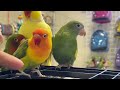 Atlanta Bird expo 2022
