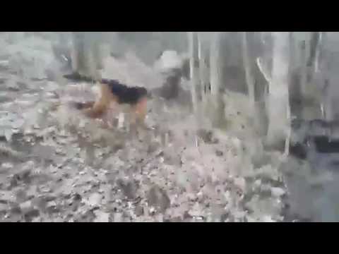 GJuetia Llerce Bala & Shapi