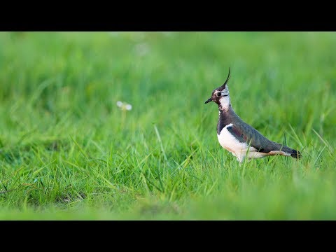 Der Kiebitz - Rettung für den Frühlingsboten