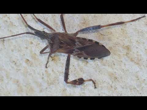 Face-to-Face with a Western Conifer Seed Bug in Belmar, NJ
