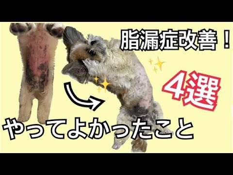 犬の脂漏症 – 原因と治療法