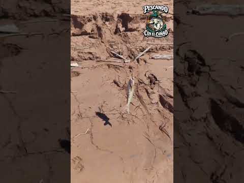 Pesca en el RIO SAN FRANCISCO Yuto Jujuy Pesca En la Junta