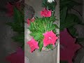 Our Garden