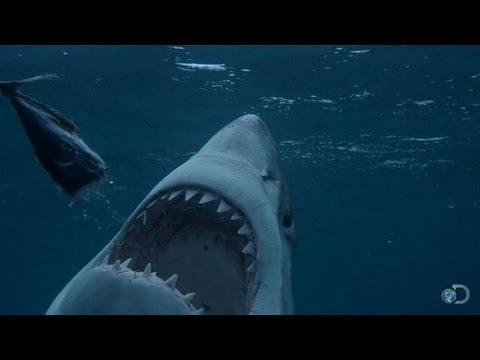 Is There a Serial Killer Shark? | Shark Week 2013