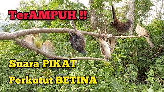 Download lagu Suara Pikat Perkutut Betina Paling Ampuh ‼️ mp3 Download lagu Suara Pikat Perkutut Betina Paling Ampuh ‼️ mp3