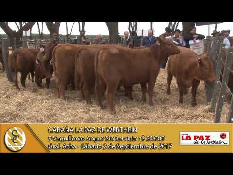 02-09-17 Venta de Vaquillonas Angus PC Sin Servicio - Cabaña La Paz de Werthein - Gral. Acha