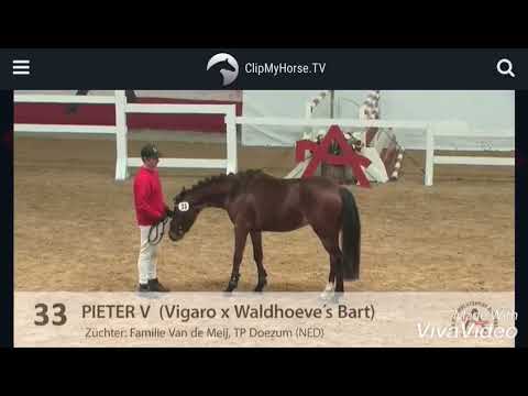 Pieter V Reitpony Deckhengst