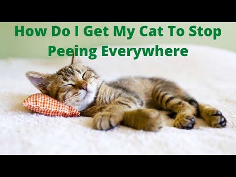 YouTube video about: How to stop bengal cat urinating?
