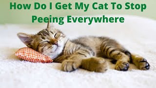 How Do I Get My Cat To Stop Peeing Everywhere - The Easy Way