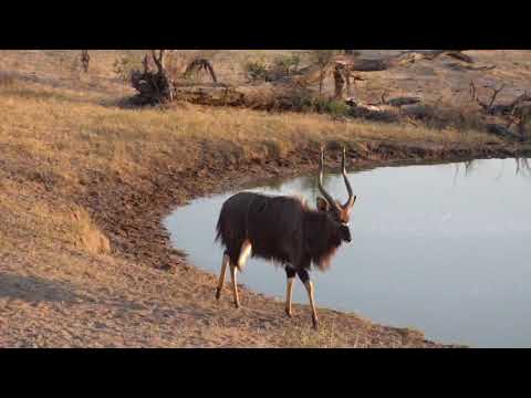 Djuma: Two Nyala bulls drinking - 06:19 - 09/26/18