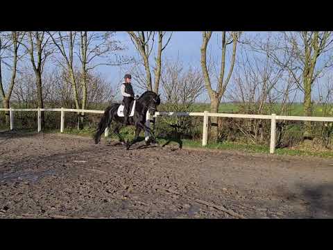 Stal Okkema's Dex - Jehannes x Andries - stallion - 2017