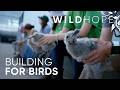 Windows Are Deadly To Birds They Don T Have To Be WILD HOPE