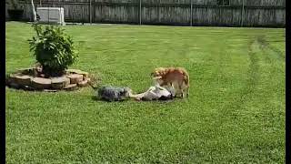 Video preview image #1 Beagle Puppy For Sale in Dunnellon, FL, USA