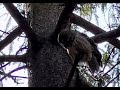 Barred owl (Strix varia). MtAuburn, MA 02 April 2025. iPhone video.