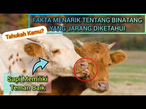Tahukah Kamu? | Fakta Menarik Tentang Binatang Yang Jarang Diketahui | Global Unik