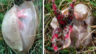 Devil's fingers: Foul-smelling, Four red tentacles plants look like 'alien eggs'