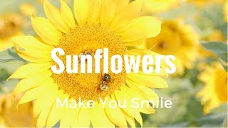 Neuse River Trail - Sunflowers | Raleigh, NC